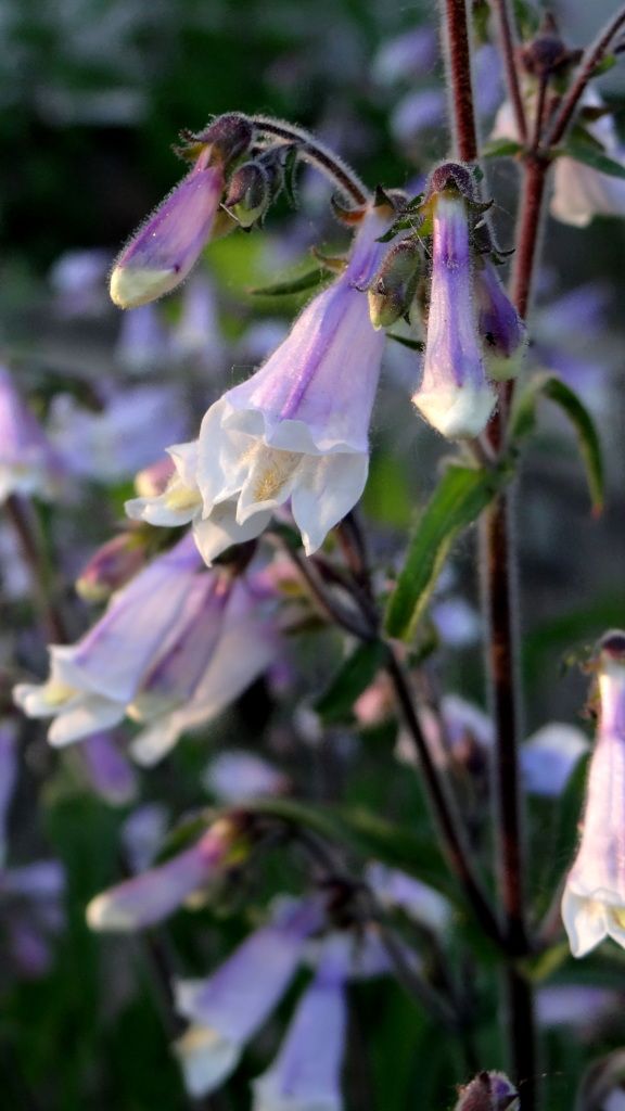 Penstemon hirsutus Hairy Penstemon 5-18-12 photo PenstemonhirsutusHairyPenstemonB5-18-12.jpg